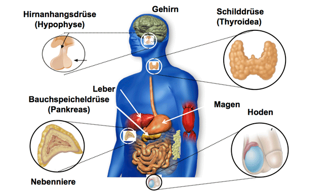 Hormondrüsen des Körpers